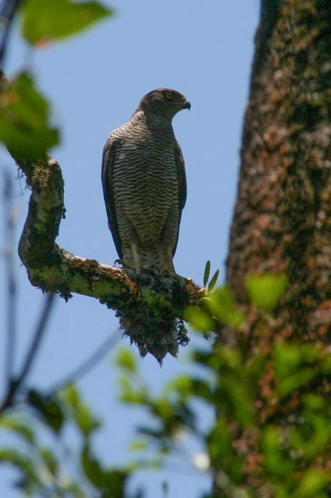 亨氏鹰(Astur henstii)