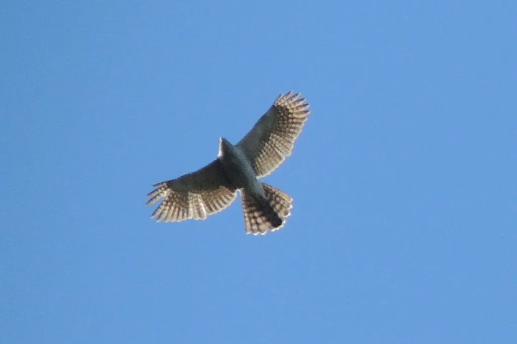 亨氏鹰(Astur henstii)