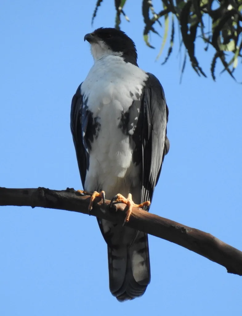 黑鹰(Astur melanoleucus)