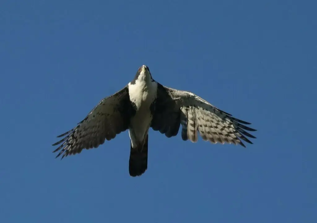 黑鹰(Astur melanoleucus)