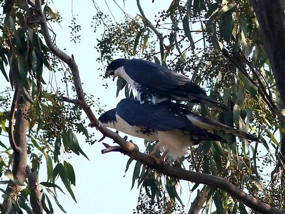 黑鹰(Astur melanoleucus)
