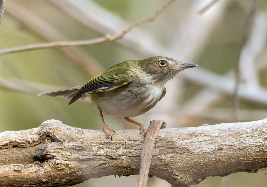 淡眼侏霸鹟(Atalotriccus pilaris)