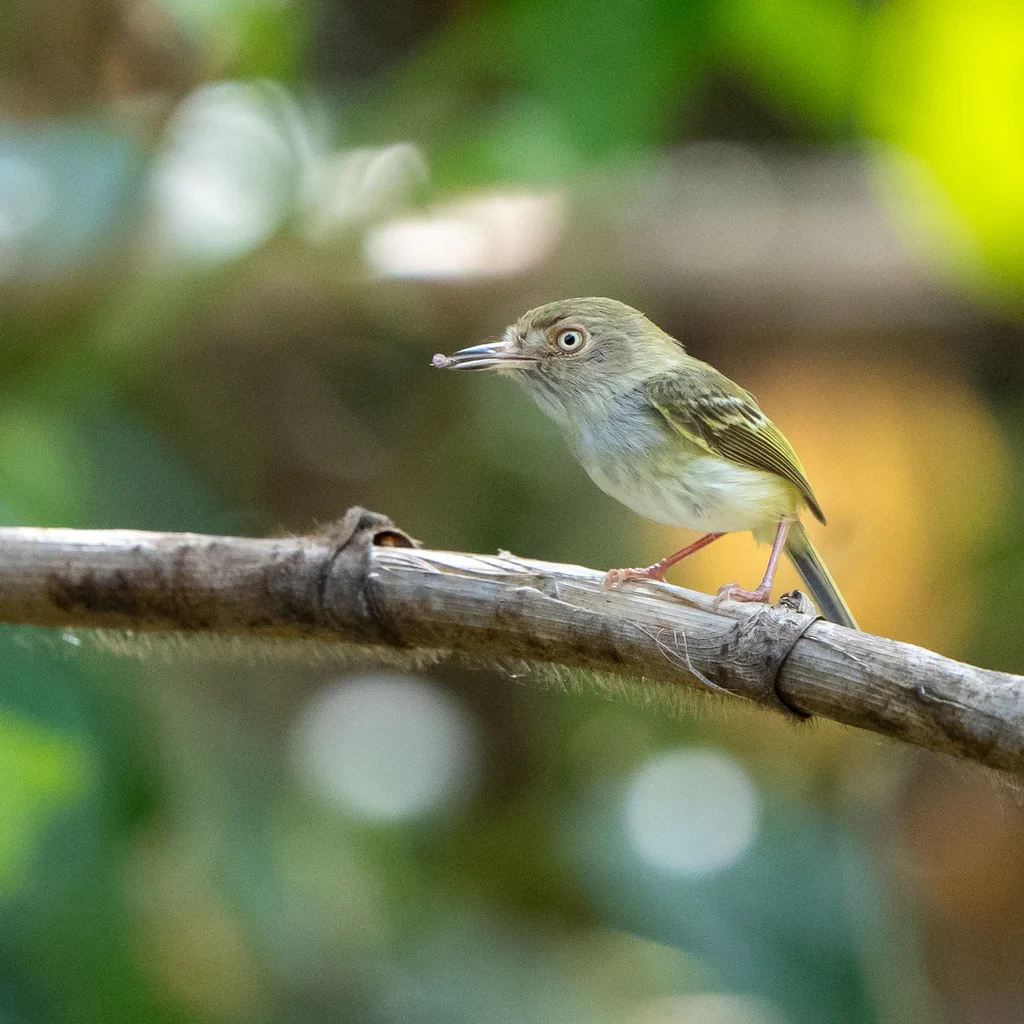 淡眼侏霸鹟(Atalotriccus pilaris)