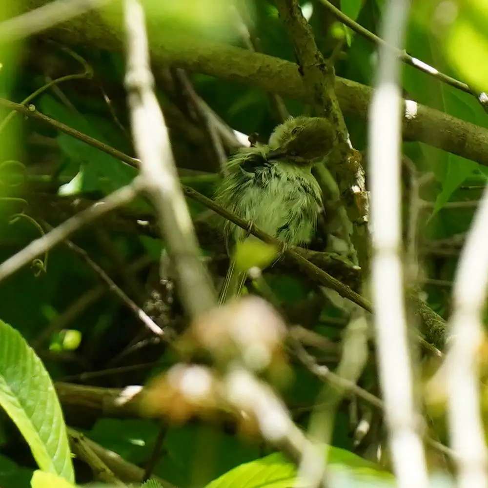 淡眼侏霸鹟(Atalotriccus pilaris)