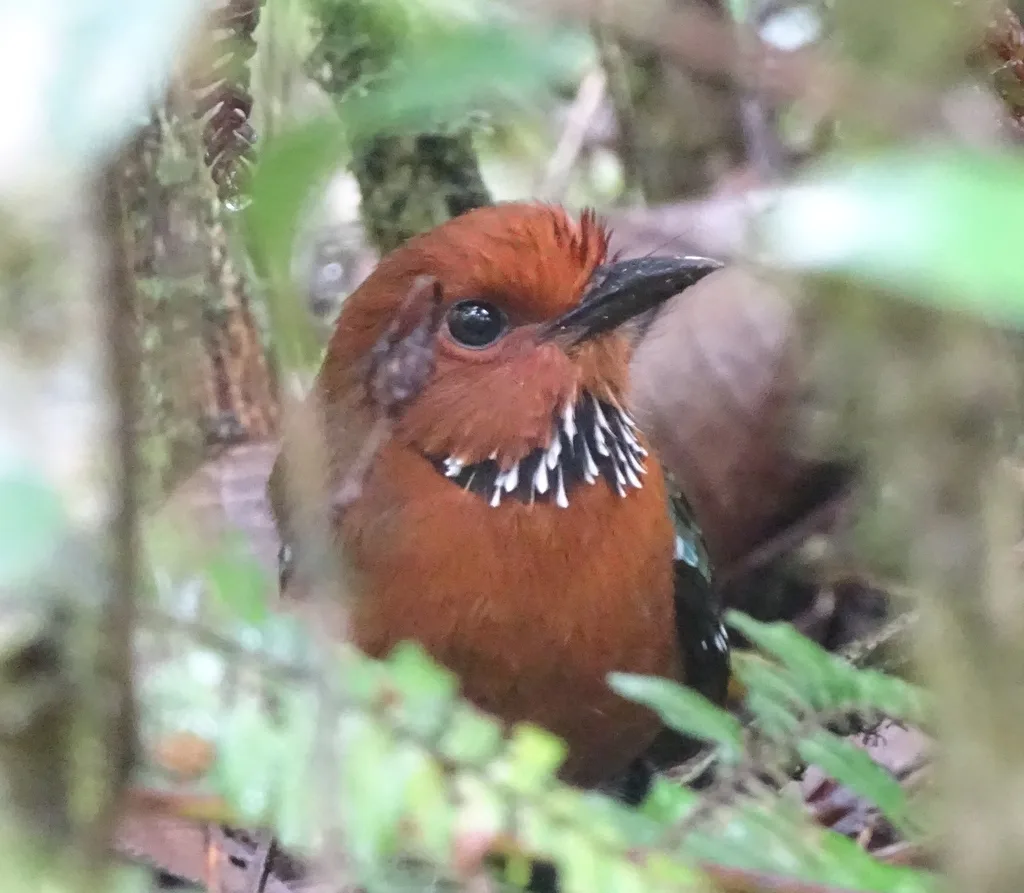 栗头地三宝鸟(Atelornis crossleyi)
