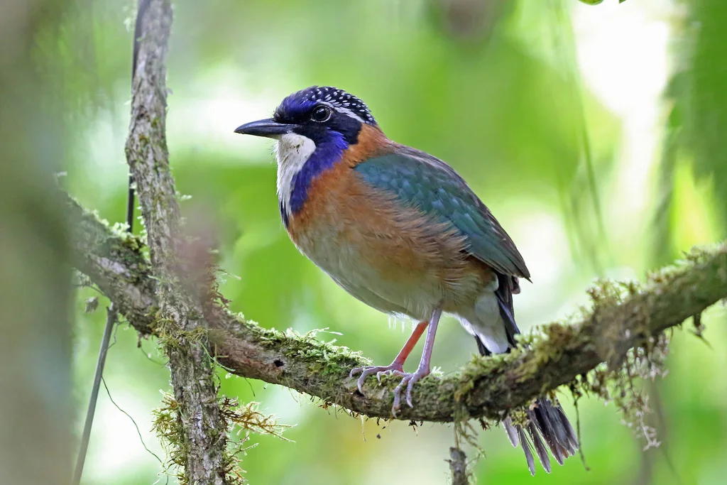 地三宝鸟(Atelornis pittoides)