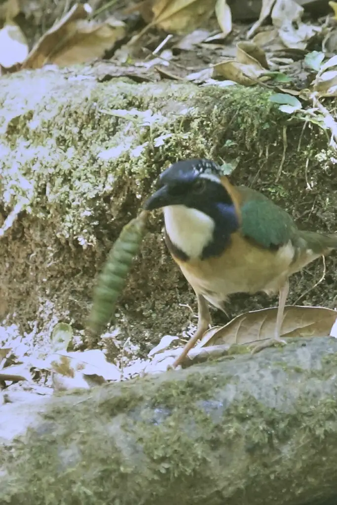 地三宝鸟(Atelornis pittoides)
