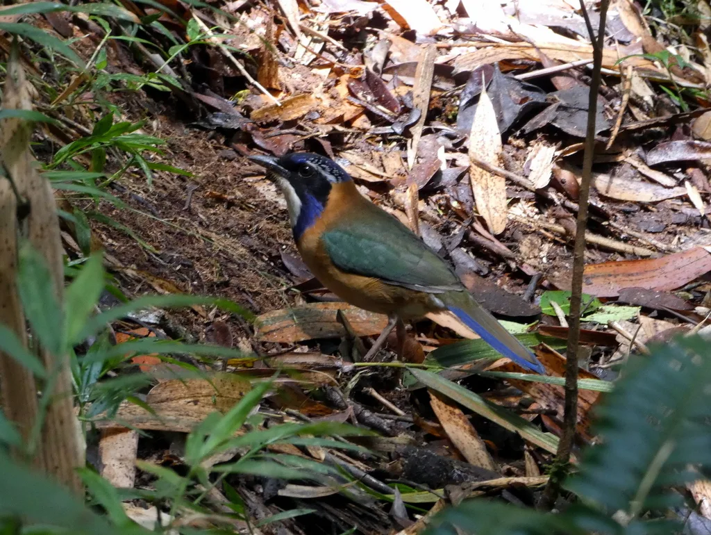 地三宝鸟(Atelornis pittoides)