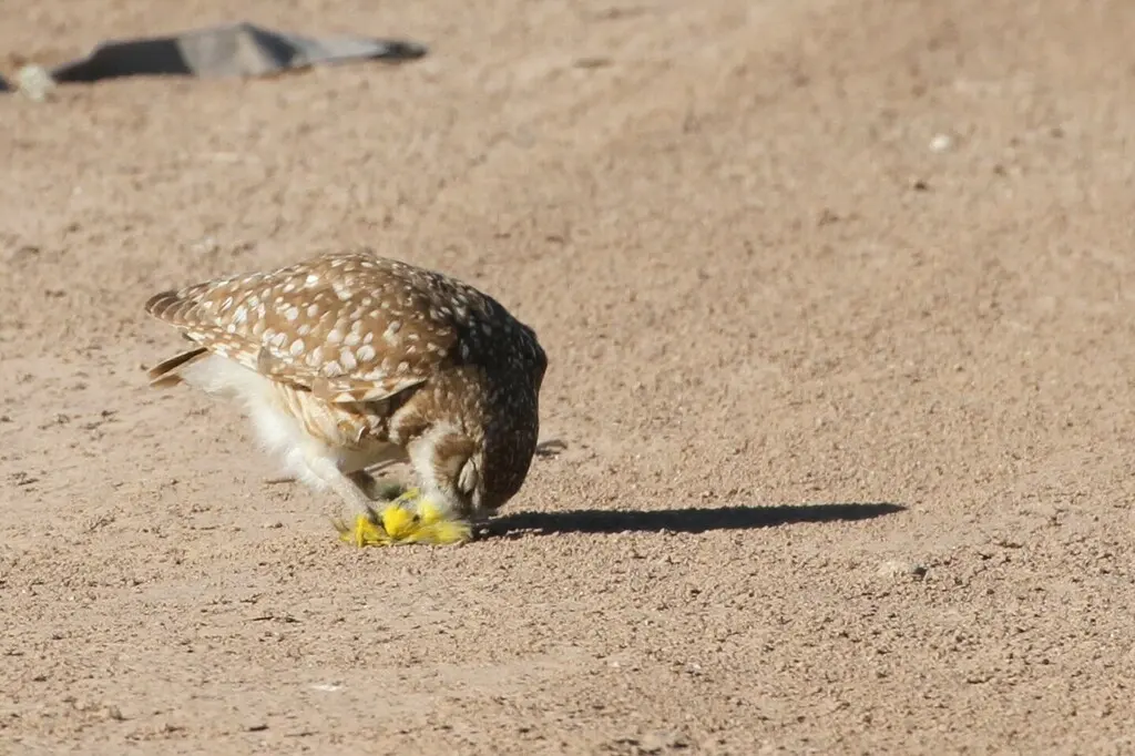 穴小鸮(Athene cunicularia)