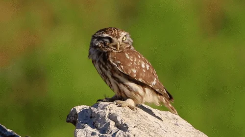 纵纹腹小鸮(Athene noctua)
