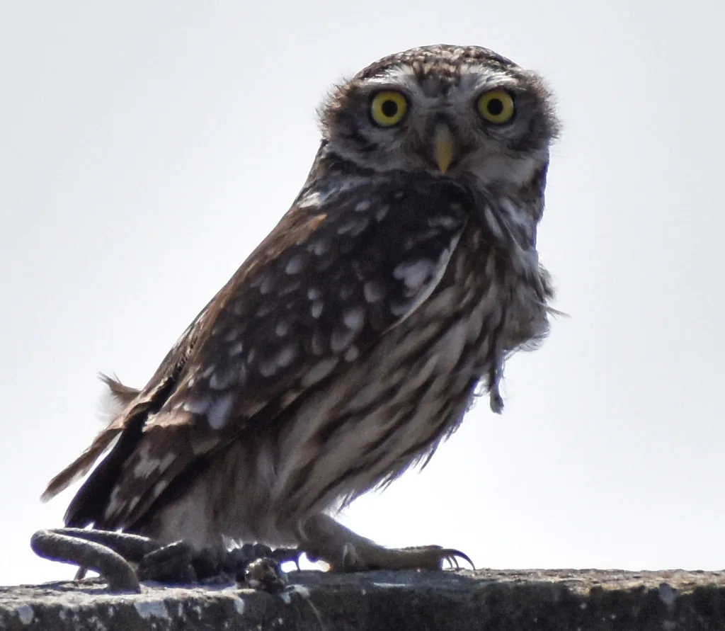 纵纹腹小鸮(Athene noctua)