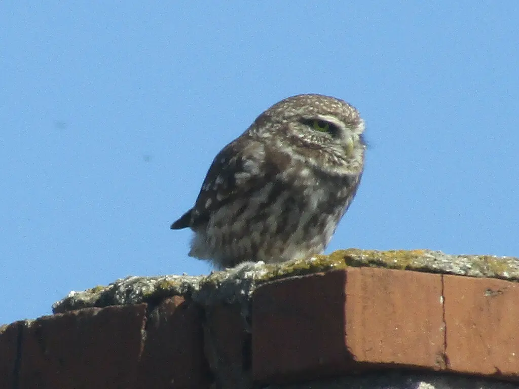 纵纹腹小鸮(Athene noctua)