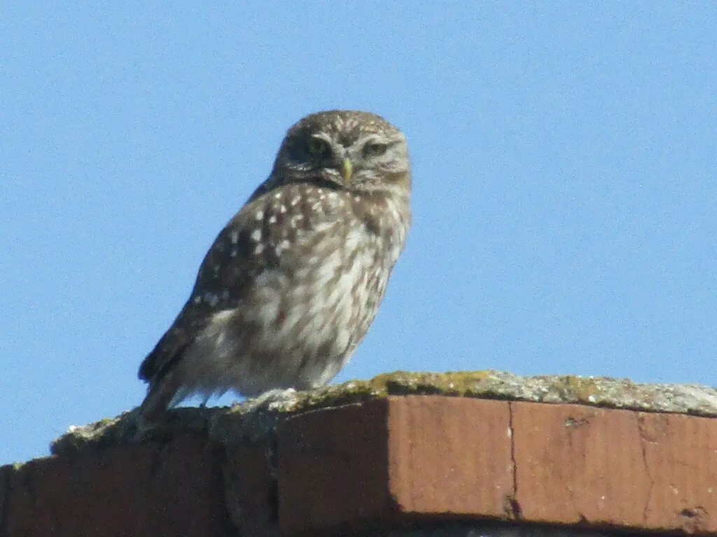 纵纹腹小鸮(Athene noctua)