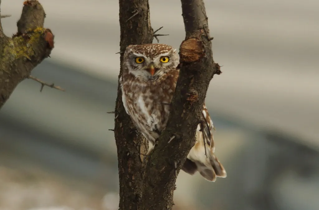 纵纹腹小鸮(Athene noctua)