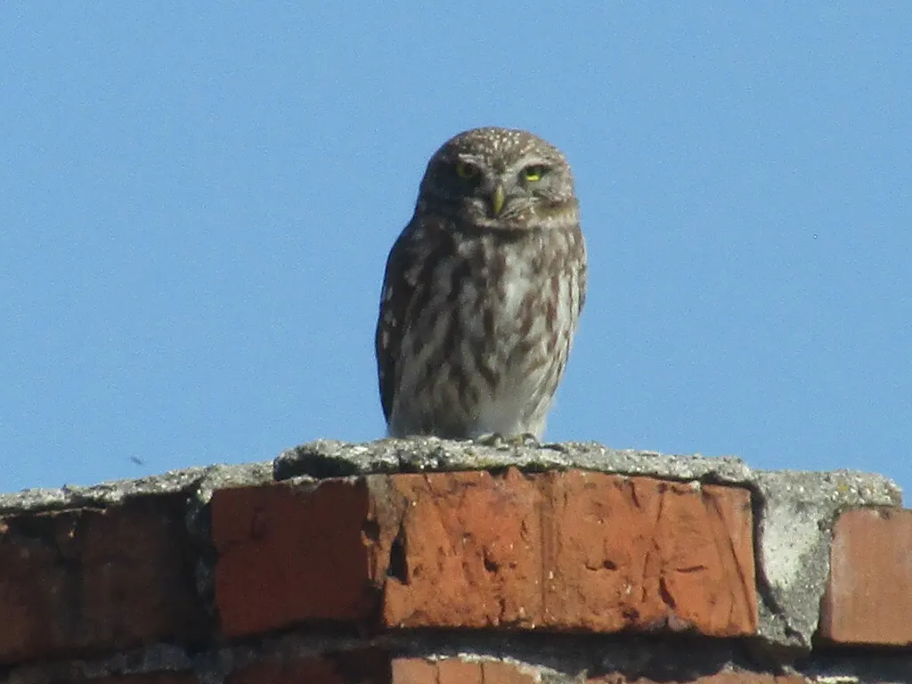 纵纹腹小鸮(Athene noctua)