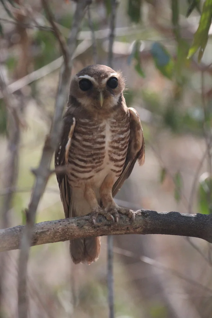 白眉小鸮（Athene superciliaris）