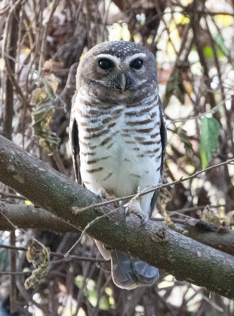 白眉小鸮（Athene superciliaris）