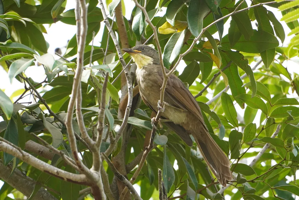 黄喉绿鸫鹎(Atimastillas flavicollis)