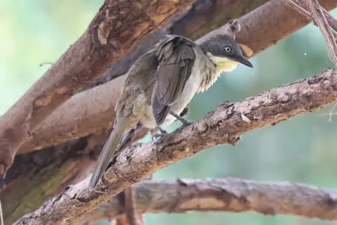 淡喉绿鸫鹎