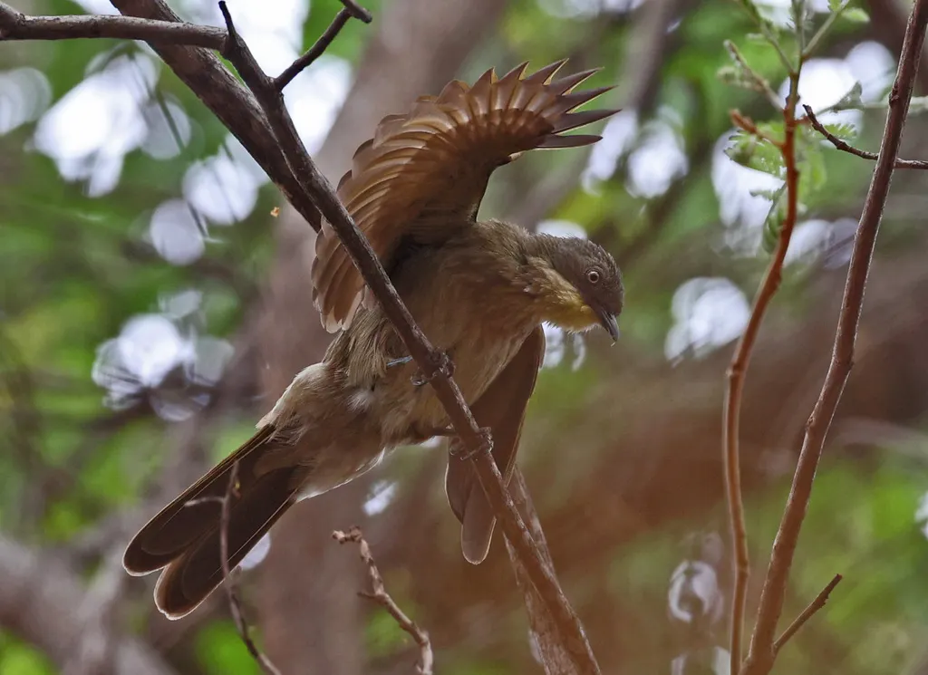 淡喉绿鸫鹎(Atimastillas flavigula)
