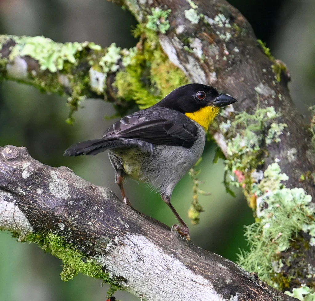 白颈薮雀(Atlapetes albinucha)