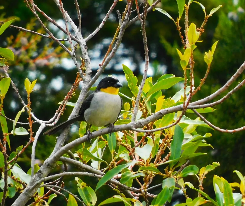 白颈薮雀(Atlapetes albinucha)