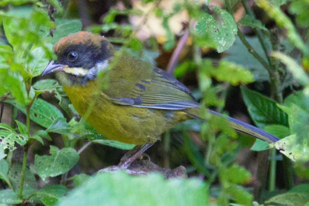 白须薮雀(Atlapetes albofrenatus)