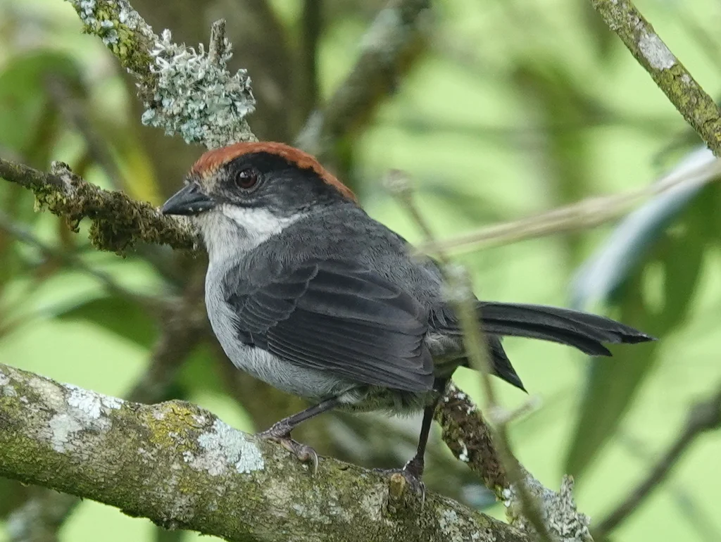 安蒂薮雀(Atlapetes blancae)