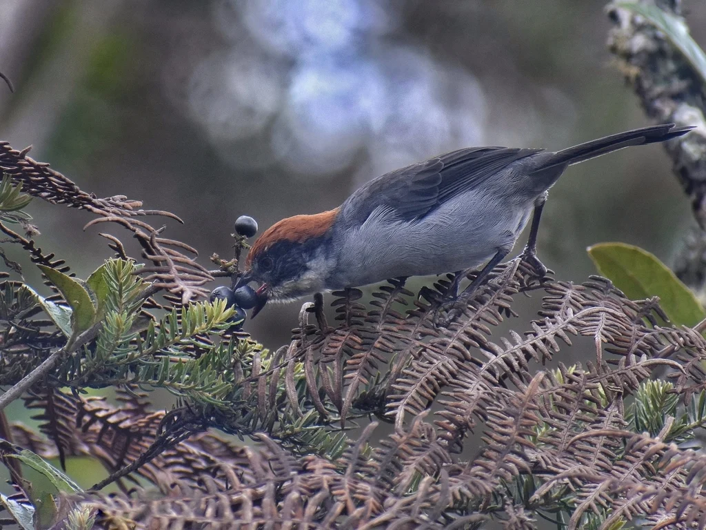 安蒂薮雀(Atlapetes blancae)