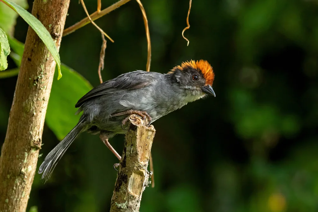 灰脸薮雀(Atlapetes canigenis)