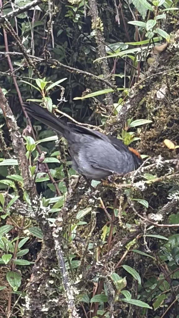 灰脸薮雀(Atlapetes canigenis)