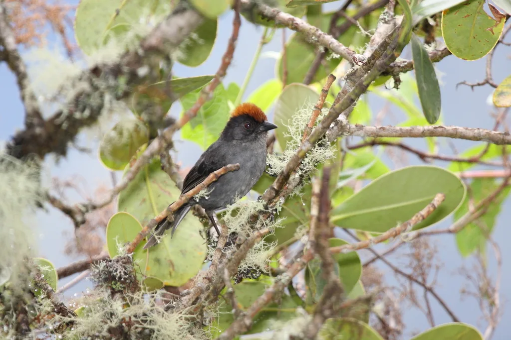灰脸薮雀(Atlapetes canigenis)