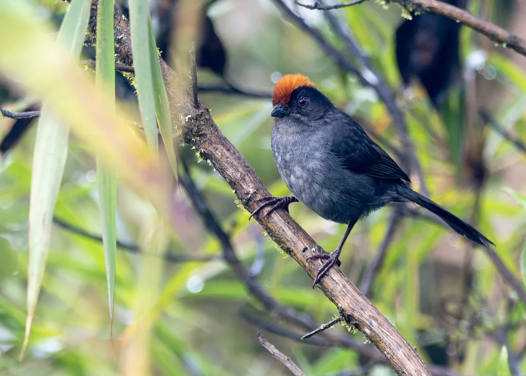 灰脸薮雀(Atlapetes canigenis)