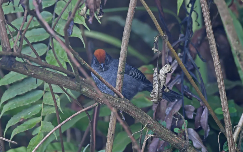灰脸薮雀(Atlapetes canigenis)