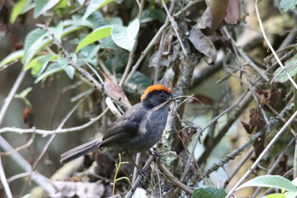 灰脸薮雀(Atlapetes canigenis)
