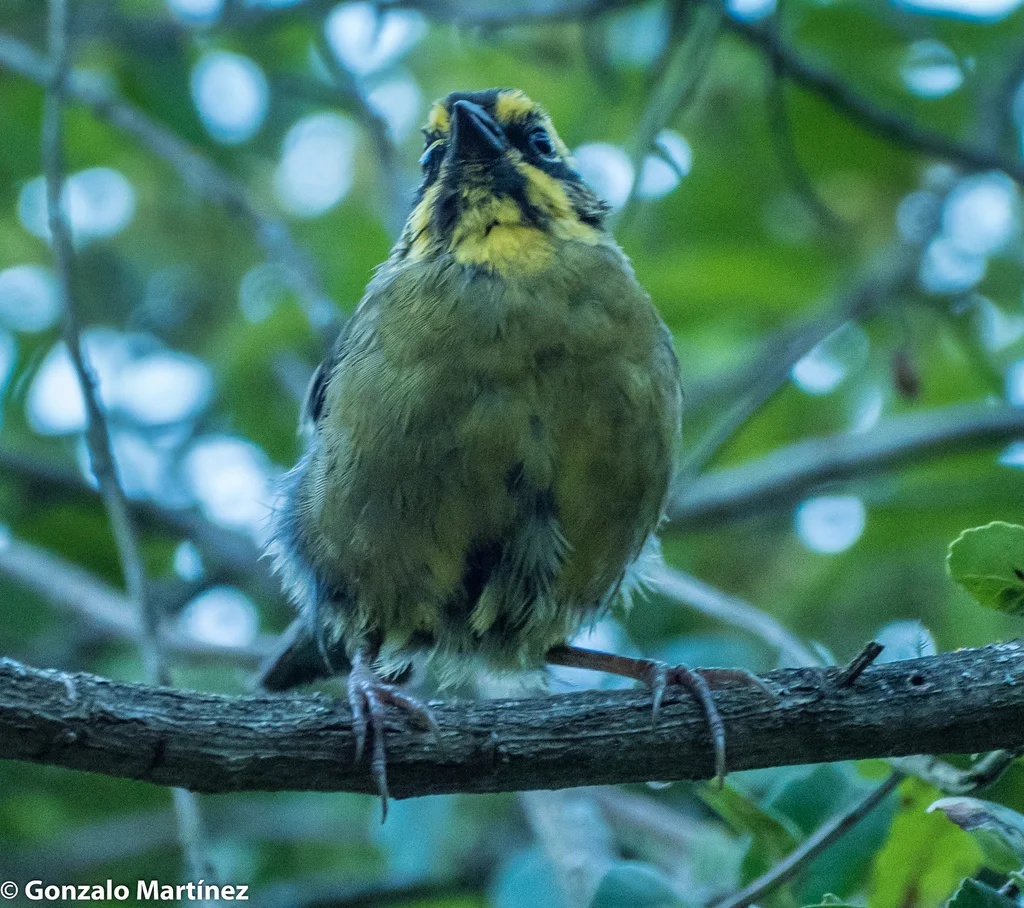 黄纹薮雀(Atlapetes citrinellus)