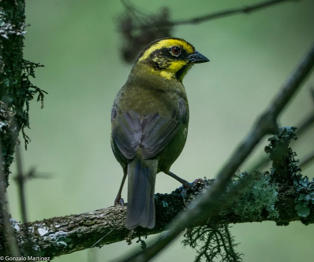 黄纹薮雀(Atlapetes citrinellus)