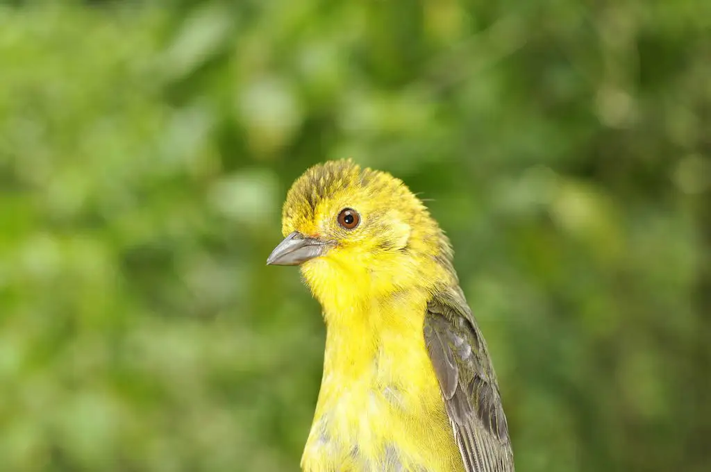 绿头薮雀(Atlapetes flaviceps)