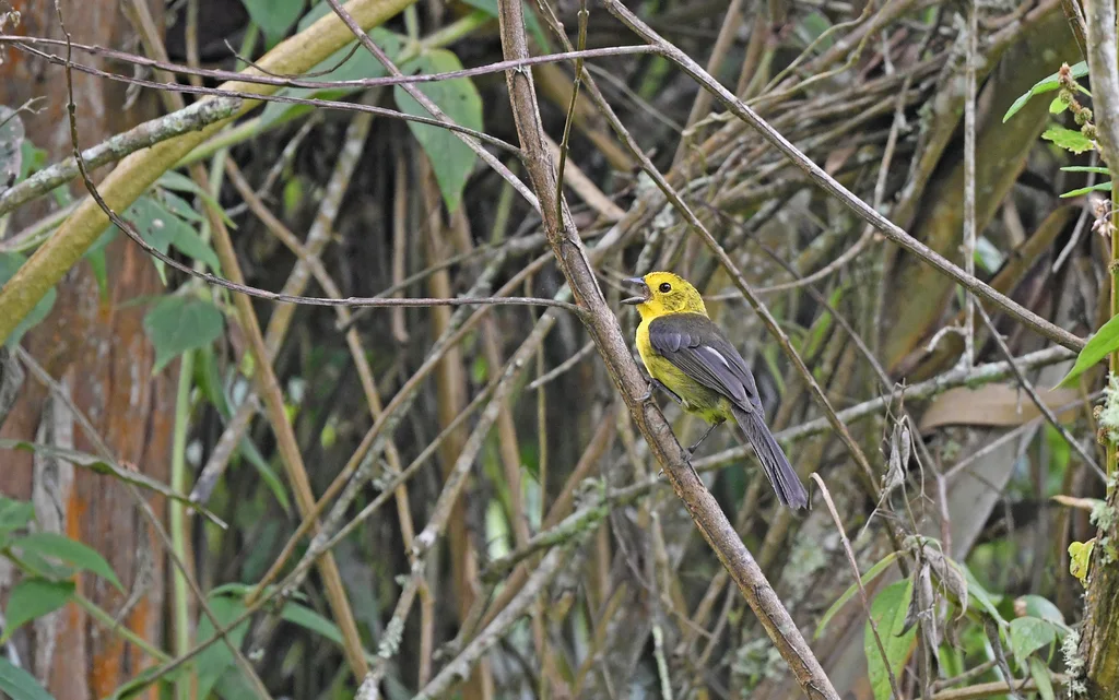 绿头薮雀(Atlapetes flaviceps)