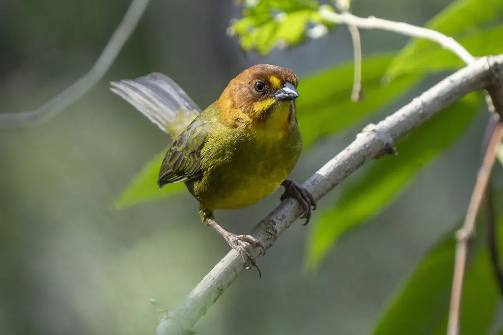 黄头薮雀(Atlapetes fulviceps)