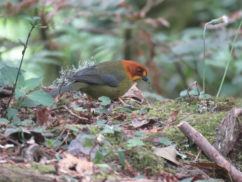 黄头薮雀(Atlapetes fulviceps)