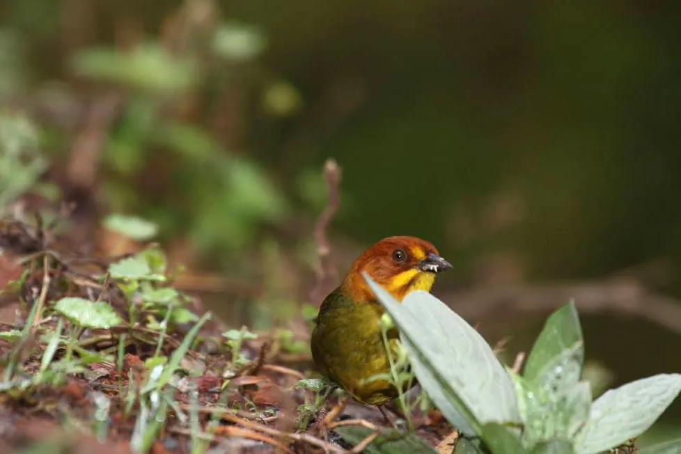 黄头薮雀(Atlapetes fulviceps)