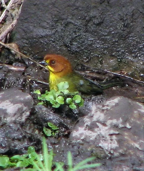 黄头薮雀(Atlapetes fulviceps)