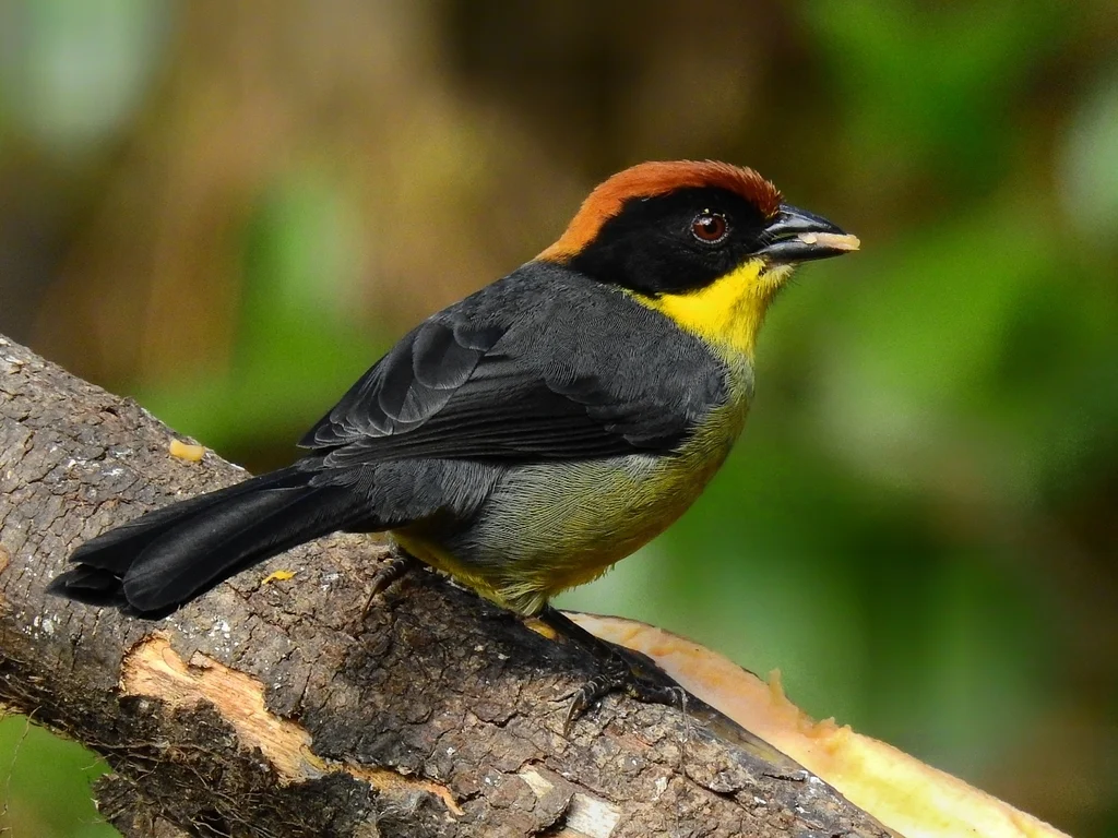 黄胸薮雀(Atlapetes latinuchus)