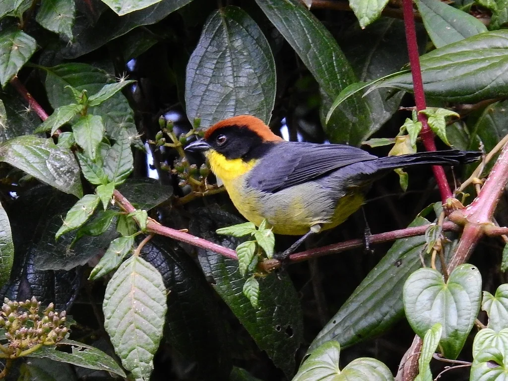黄胸薮雀(Atlapetes latinuchus)