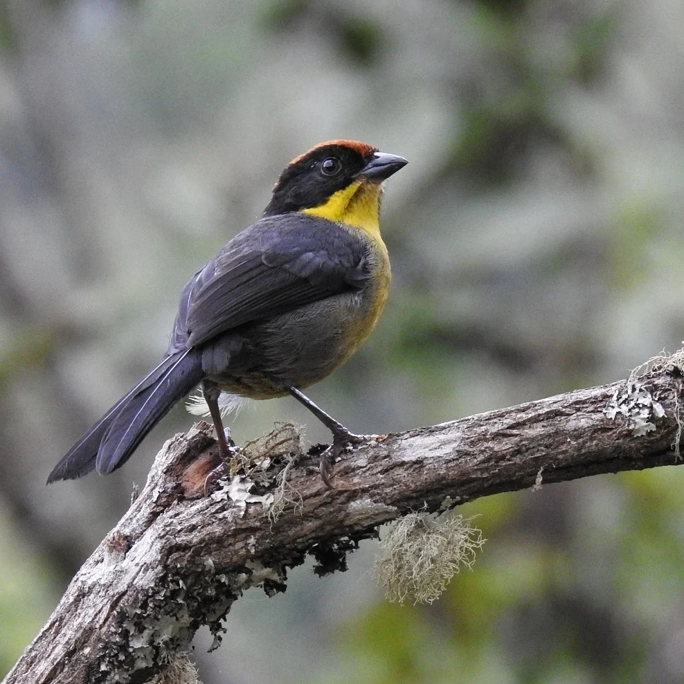 黄胸薮雀(Atlapetes latinuchus)