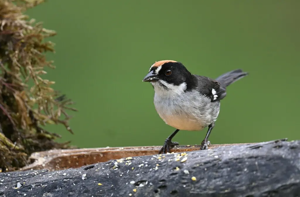 白翅薮雀(Atlapetes leucopterus)
