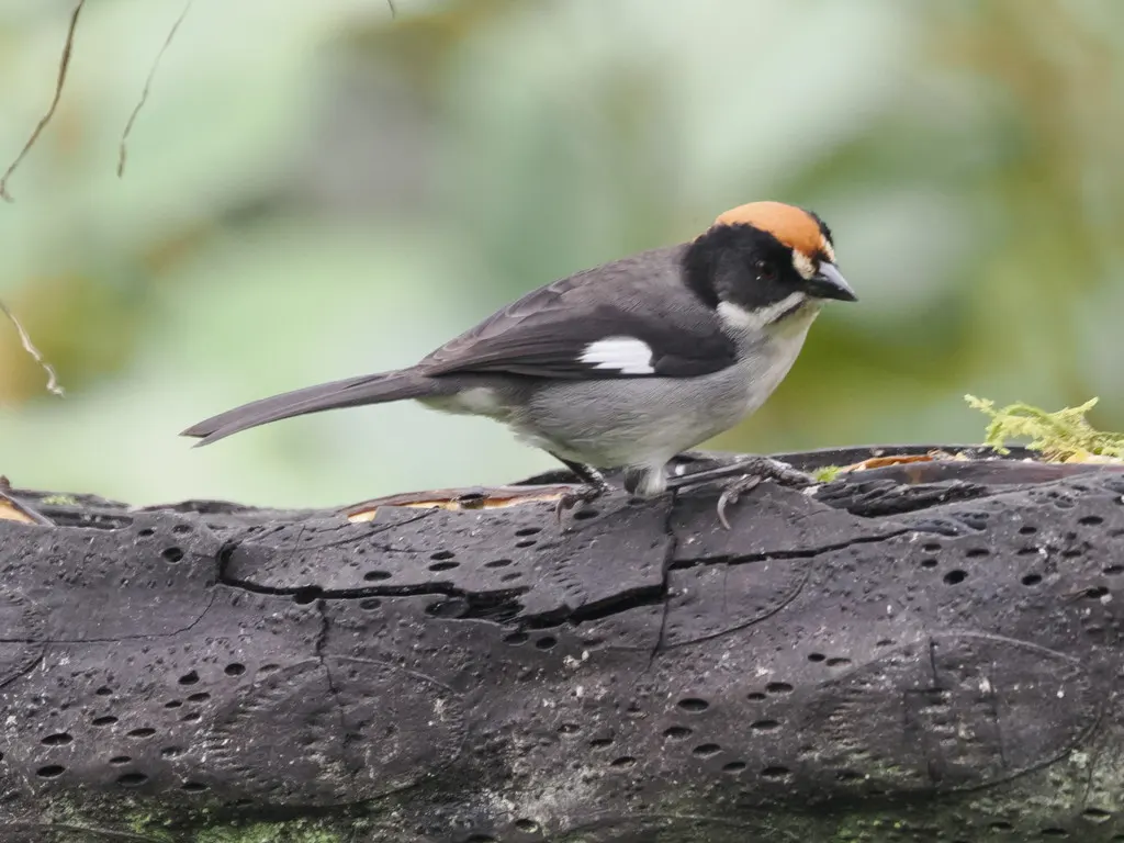 白翅薮雀(Atlapetes leucopterus)