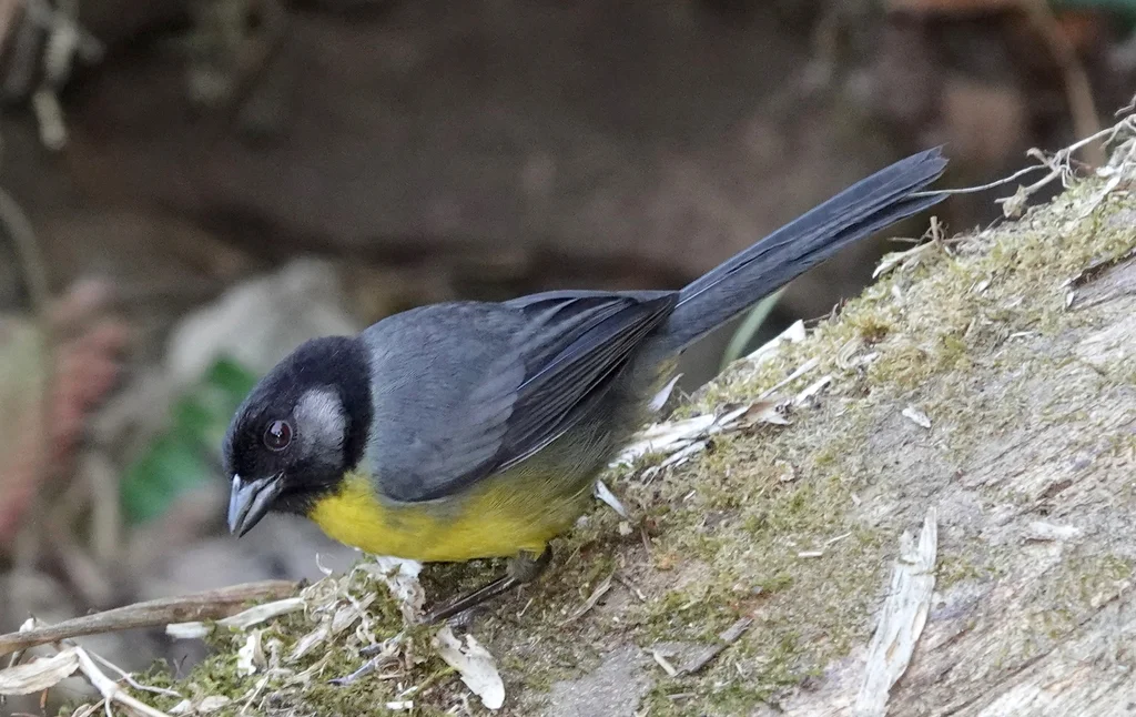 哥伦比亚薮雀(Atlapetes melanocephalus)