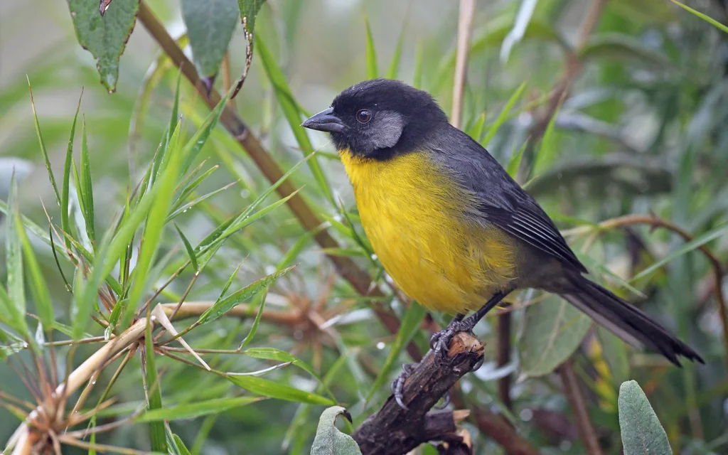 哥伦比亚薮雀(Atlapetes melanocephalus)